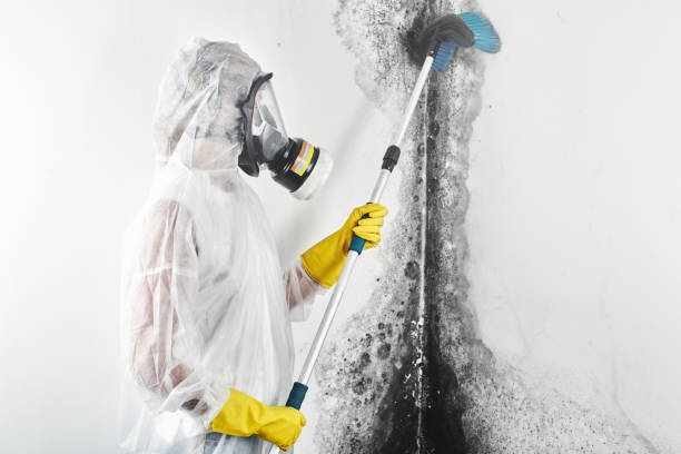 Best Water Damage & Mold Remediation  in Gower, MO